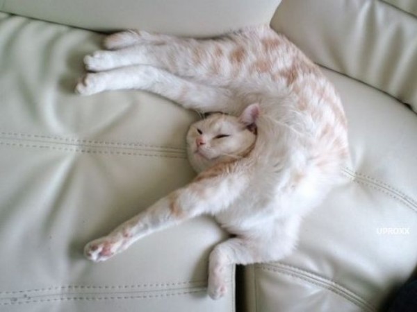 https://lmstroyeck.files.wordpress.com/2012/02/contortionist-cat-600x450.jpg